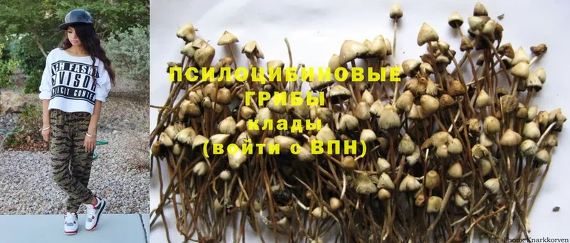 купить   Курск  Галлюциногенные грибы GOLDEN TEACHER 